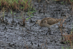 Kemphaan, juv.-Zuidlaardermeergebied 10-9-2014