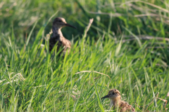 Kemphaan, kuiken en oudervogel -Zuidlaardermeergebied 23-7-2014