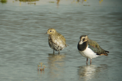 Kievit en Goudplevier Lauwersmeer 1-9-2010