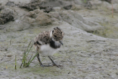 Kievit, kuiken Lauwersmeer 3-6-2009