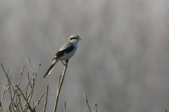 Klapekster Drenthe 20-11-2011