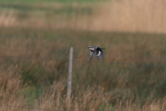 Klapekster Drenthe 21-12-2015