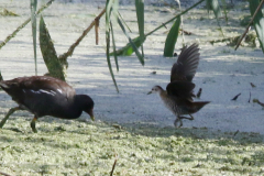 Klein waterhoen, juv.  en Waterhoen1 Overijssel 9-9-2022