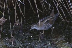 Klein waterhoen, juv. 10 Zuidlaardermeergebied 9-8-2020