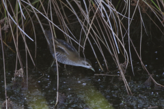 Klein waterhoen, juv. 12 Zuidlaardermeergebied 9-8-2020