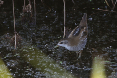 Klein waterhoen, juv. 13 Zuidlaardermeergebied 9-8-2020