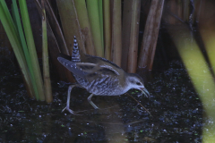 Klein waterhoen, juv. 14 Zuidlaardermeergebied 9-8-2020