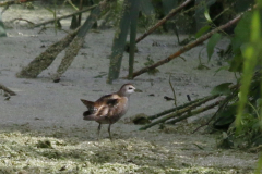 Klein waterhoen, juv. 2 Overijssel 9-9-2022