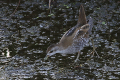 Klein waterhoen, juv. 2 Zuidlaardermeergebied 9-8-2020