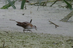 Klein waterhoen, juv. 3 Overijssel 9-9-2022