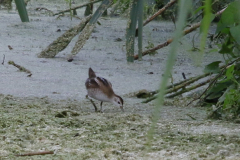 Klein waterhoen, juv. Overijssel 9-9-2022