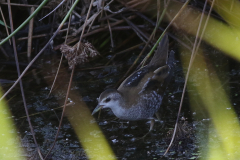 Klein waterhoen, juv. Zuidlaardermeergebied 9-8-2020