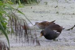 Klein waterhoen, juv. en Waterhoen 1 Overijssel 9-9-2022