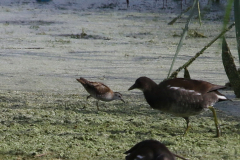 Klein waterhoen, juv. en Waterhoen Overijssel 9-9-2022