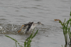 Kleine geelpootruiter 1 Lauwersmeer 20-6-2014