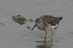 Kleine geelpootruiter 10 Lauwersmeer 20-6-2014