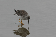 Kleine geelpootruiter 3 Lauwersmeer 20-6-2014