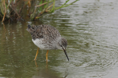 Kleine geelpootruiter 9 Lauwersmeer 20-6-2014