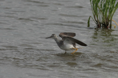 Kleine geelpootruiter Lauwersmeer 20-6-2014