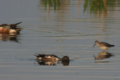 Kleine geelpootruiter Lauwersmeer 9-6-2014