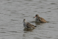 Kleine geelpootruiter en Tureluur 1 Lauwersmeer 20-6-2014