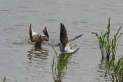 Kleine geelpootruiter en Tureluur Lauwersmeer 20-6-2014