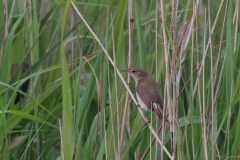 Kleine karekiet Lauwersmeer 14-6-2016