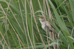 Kleine karekiet Lauwersmeer 7-6-2009