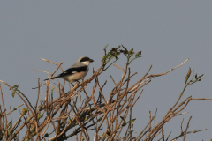 Kleine klapekster 2 Schiermonnikoog 17-9-2014