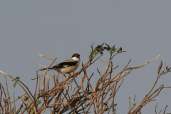 Kleine klapekster 3 Schiermonnikoog 17-9-2014