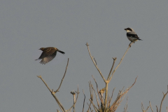 Kleine klapekster 4 Schiermonnikoog 17-9-2014