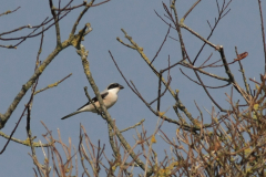 Kleine klapekster Schiermonnikoog 17-9-2014