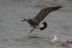 Kleine mantelmeeuw 1,1e kj. Vlieland 19-9-2015