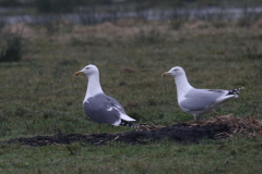 Kleine mantelmeeuw (Graellsii) en Zilvermeeuw Groningen-prov. 5-3-2024