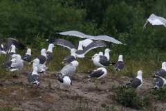 Kleine mantelmeeuw en Zilvermeeuw Terschelling 9-6-2018 b