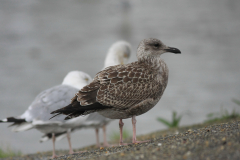 Kleine mantelmeeuw,, juv. Groningen-kust 28-8-2011