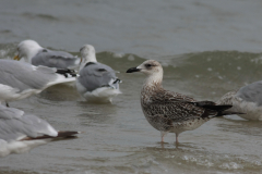 Kleine mantelmeeuw,1e kj. Vlieland 19-9-2015