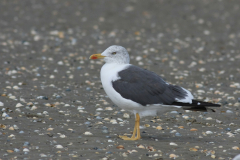 Kleine mantelmeeuw, Graellsii Vlieland 17-9-2012