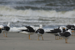 Kleine mantelmeeuw, Intermedius Terschelling 26-5-2014