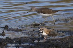 Kleine plevier en Witgat Groningen-prov. 13-4-2019