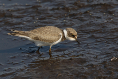 Kleine plevier, juv. Zuidlaardermeergebied 16-8-2022