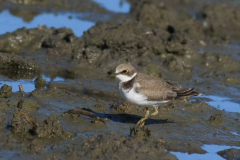 Kleine plevier, juv. Lauwersmeer 21-7-2015