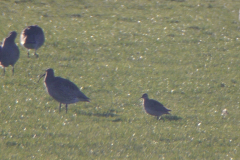 Kleine regenwulp-Noord Holland 27-12-2019