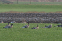 Kleine rietgans-Friesland 17-12-2020