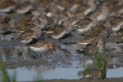 Kleine - en Bonte strandloper Friesland-kust 23-8-2021