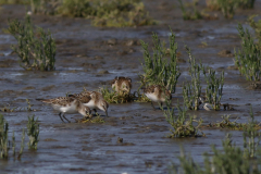 Kleine strandloper, 1e kj. Friesland-kust 23-8-2021