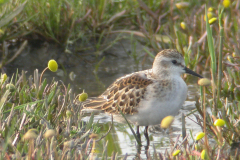 Kleine strandloper, 1e kj.  Lauwersmeer 18-9-2006