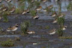 Kleine strandloper, 1e kj. en Bontbekplevier Friesland-kust 23-8-2021