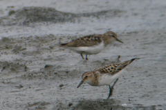 Kleine strandloper, adult en Temmincks strandloper Lauwersmeer 26-7-2017