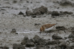 Kleine strandloper, adult, Lauwersmeer 21-7-2022